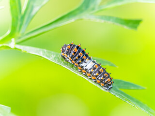 Swallowtail Butterfly against green brackground