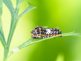 Swallowtail Butterfly against green brackground
