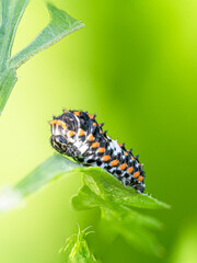 Swallowtail Butterfly against green brackground