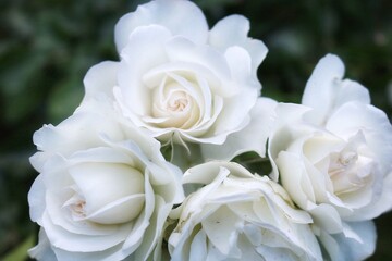 
White roses on a dark green background