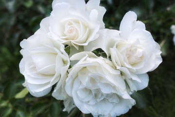 
White roses on a dark green background