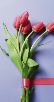 Vvertical video of bunch of red tulips with copy space on purple background