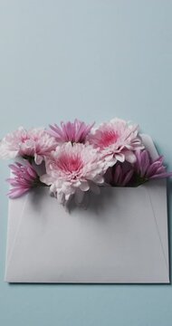 Vvertical video of white and pink flowers in white envelope with copy space on blue background