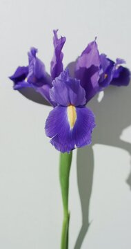 Vertical video of purple iris flower with copy space on white background