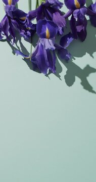 Vertical video of purple iris flowers with copy space on blue background