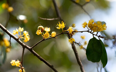 Yellow Star or Schoutenia glomeratabranch flowers on nature background.