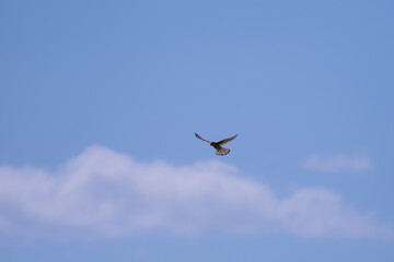 a buzzard circles in the air.