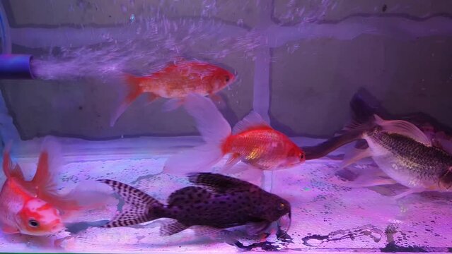 In this video, mesmerizing aquarium fish gracefully swim