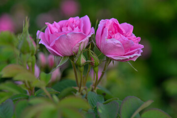 beautiful pink rose on a green blurred background. Roses are grown on plantations for the production of essential oils and cosmetics.türkiye, Isparta