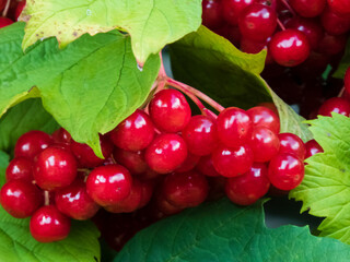 red currants on a branch