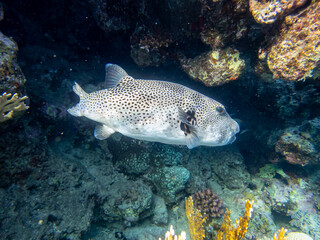 Arothron stellatus in a Red Sea coral reef