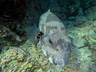 Arothron stellatus in a Red Sea coral reef - obrazy, fototapety, plakaty