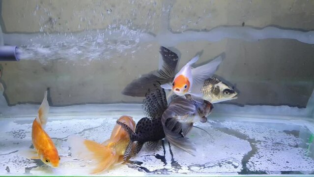 In this video, mesmerizing aquarium fish gracefully swim