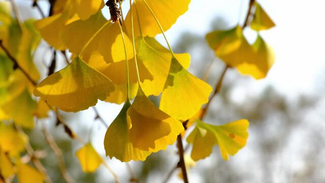 Yellow Ginkgo Biloba tree leaves closeup. Selective focus, gentle leaves movement, bokeh in the background. Sunny day.