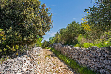 The spring landscape near Nerezisca on Brac Island in Croatia in May