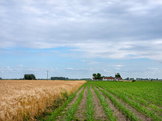 barley field and cornfield in west flanders near brugge and oostende