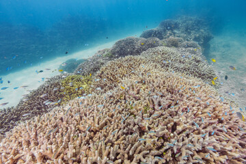 Naklejka na ściany i meble 美しい珊瑚礁と熱帯魚