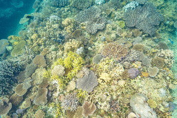 沖縄北部の珊瑚畑