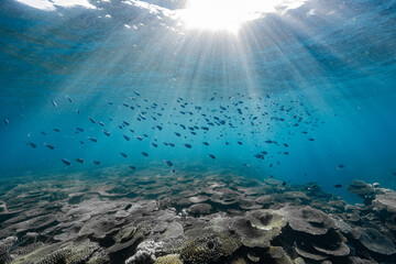 光に照らされた熱帯魚の群れと珊瑚礁
