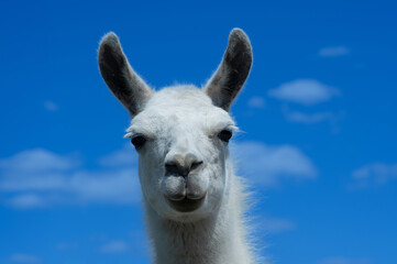 Naklejka premium white lama portrait on blue sky