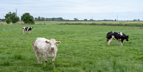beef cows in west flanders between brugge and oostende