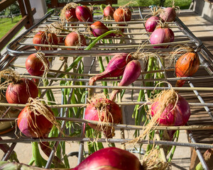 Red onions to dry with an ancient popular system.