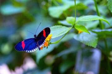Blue Postman Butterfly "Heliconius melpomene" feeding on yellow flower. Also "piano key butterfly" or "Amazon postman butterfly". "Malahide Castle Butterfly House", Dublin, Ireland