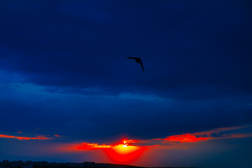Sunset over the city with dark clouds . Silhouette of a bird at sunset