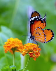 Monarch or milkweed or "common tiger" butterfly "Danaus plexippus" with bright orange, white and black wings, feeding on yellow flower. "Malahide Castle Garden House", Dublin, Ireland