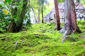 日本庭園と苔
