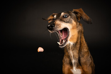 PFOTO Tierfotografie - Catch it if you can - Leckerlie-Schapp Fotoshooting - Hundefotoshooting