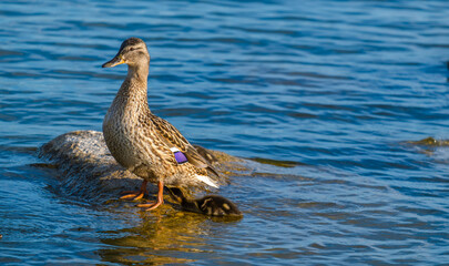 Duck with ducklings on a rock in the lake water on a summer day.
