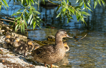 Duck with ducklings on the lake shore on a summer day.