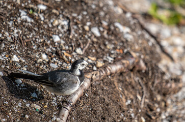 A grey wagtail sits on the ground in close-up.