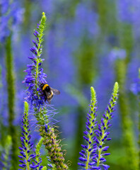 A bee is sitting on a blue flower in close-up.