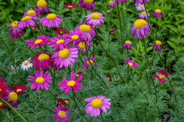 Pyrethrum flowers in the garden on a summer day.