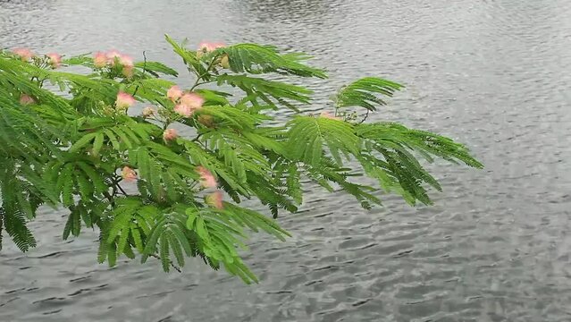 월대천 강물위로 피어난 아름다운 자귀나무의 꽃