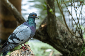 A pigeon is sitting on a rock in the forest close-up.