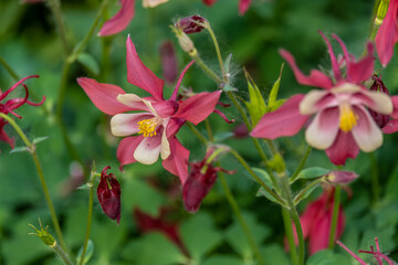flowers of aquilegia vulgaris in the garden close-up on a summer day.