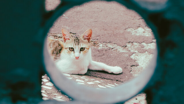 Portrait of a domestic kitten or house kitten, a cat found on many streets in Indonesia is included in the moggy race and is a descendant of Felis Silverstris Lybica which is an African wild cat.