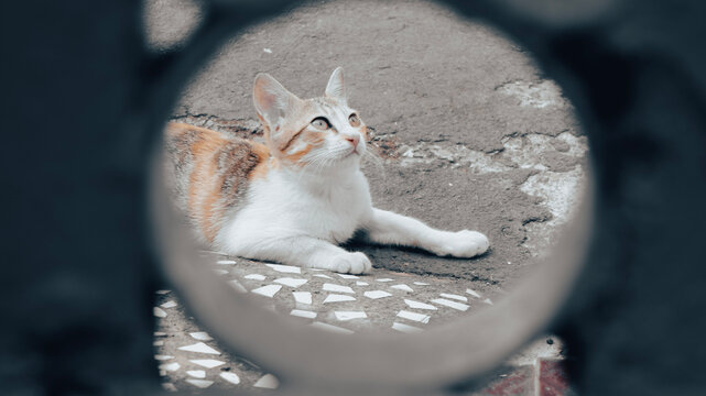 Portrait of a domestic kitten or house kitten, a cat found on many streets in Indonesia is included in the moggy race and is a descendant of Felis Silverstris Lybica which is an African wild cat.