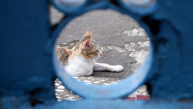 Portrait of a domestic kitten or house kitten, a cat found on many streets in Indonesia is included in the moggy race and is a descendant of Felis Silverstris Lybica which is an African wild cat.