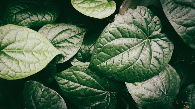 Close up portrait Daun Sirih or Betel leaves that thrive with green love-shaped leaves, betel leaves are herbal leaves commonly used for traditional medicine in Indonesia.