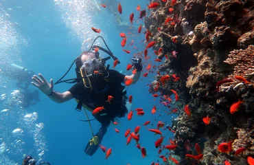 Fotobehang Diving in the Red Sea in Egypt, tropical reef © Studio-M