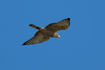 Grey-faced buzzard (Butastur indicus)