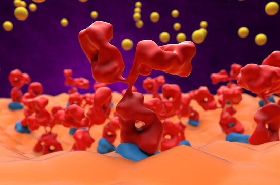 Autoantibodies bond to receptor (achr) blocking the acetylcholine transmitters in Myasthenia gravis (MG) - 3d illustration super closeup view