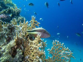 Fototapeta na wymiar Paracirrhites forsteri in a Red Sea coral reef