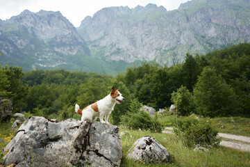 Courageous active dog in the mountains. Jack Russell Terrier stands on a stone and poses