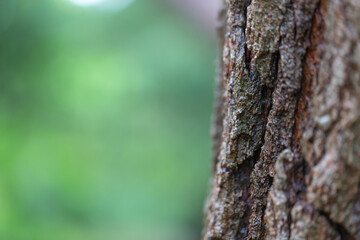 Beautiful big green trees fertile in the evergreen forest.