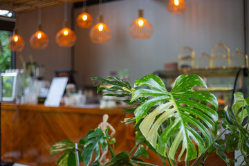 White spotted monstera trees purify the air in a coffee shop.